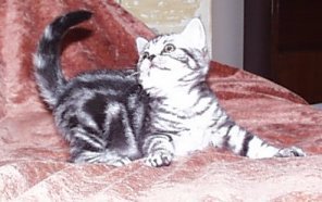 Special D, silver tabby 10 weeks old female