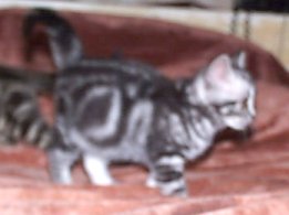 Crown E Special Delivery, 10 weeks silver tabby female massive tank, busy and often out of focus