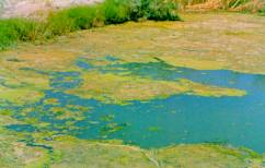 Picture of rivr before cleanup